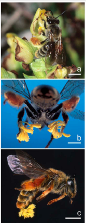 (From paper): Fig. 3. Rediviva peringueyi pollination mechanism. (a) Female R. peringueyi collecting floral oil from the apex of the lip appendage of Pterygodium alatum with a rapid rubbing motion of the front tarsi. The bee hangs onto the lip appendage with the middle tarsi, onto which the pollinaria (visible) become attached. Bar: 3 mm. (b) Several pollinaria of P. catholicum attached precisely to the basitarsi of the middle legs of R. peringueyivia the sticky viscidia. Bar: 1 mm. (c) Pollinaria of Pterygodium volucris attached to the ventral surface of the last abdominal segment of R. peringueyi. Bar: 3 mm.