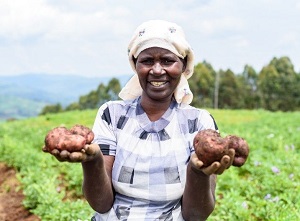 Rolniczka pokazuje ziemniaki odporne na zaraz, opracowane przez naukowców NARO. Ziemniaki nie wymagaj rodków grzybobójczych. [Richard Wetaya]