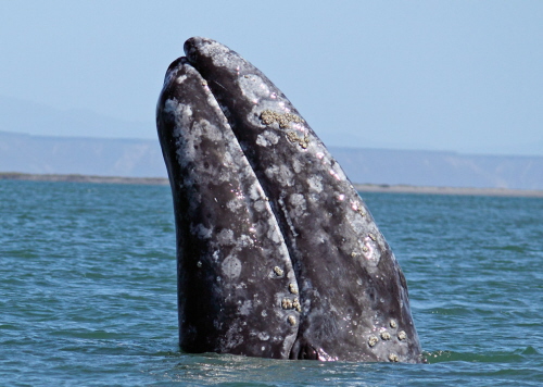 W maju 2010 r. wieloryb pojawi si po niewaciwej stronie wiata.