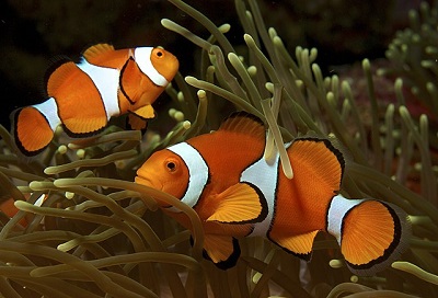 Pomaraczowy bazenek ( Amphiprion percula ) bardzo lubiany przez biologów, którzy popeniaj bd naturalistyczny. Nemo jest oczywicie jednym z nich. 