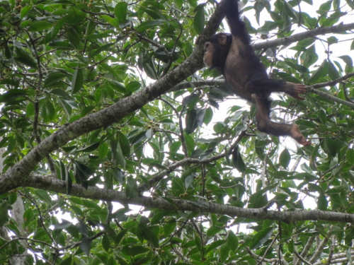 May szympans w Parku Narodowym Tai.