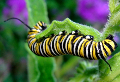 Gąsienica monarcha, Danaus plexippus; Martin LaBar; CC BY-NC 2.0, https://www.flickr.com/photos/martinlabar/5838947903/