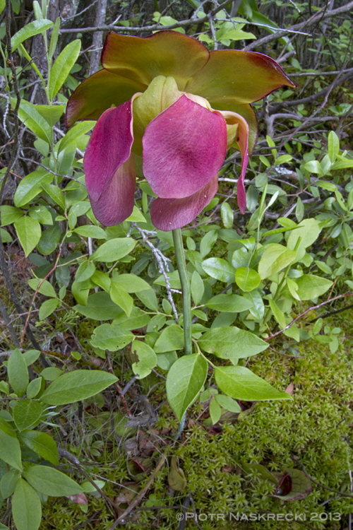 Dzbanki S. purpurea s jego zmodyfikowanymi limi, nie za kwiatami. Prawdziwe i niezwykle pikne kwiaty pojawiaj si pón wiosn i, w odrónieniu od dzbanków, s przyjazne dla owadów.
