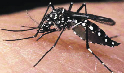 Wirus zika jest tylko najnowsz grob ze stony Aedes aegypti