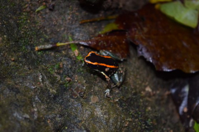 Licioaz paskowany (Phyllobates vittatus), Lapa Rios Ecolodge, Osa, Kostaryka