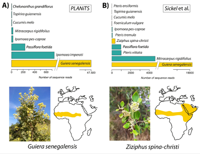 (from the paper) Classification of the obtained ITS2 metabarcoding sequences processed using a denoising pipeline (see Methods), and blasted on curated databases from A PLANiTS83 and B Sickel et al.82 using the SINTAX classifier. In addition to plants present in French Guiana or widely distributed (green bars), two Sahelian endemic plants (yellow bars) were found among the pollen recovered from the bodies of the painted lady butterflies in South America: Guiera senegalensis and Ziziphus spina-christi, the former being especially common. Source Data is available in Supplementary Table S3.
