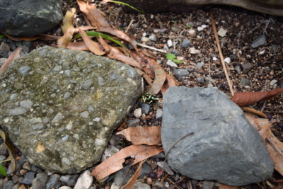 Poison Dart Frog (Dendrobates auratus), Lapa Rios Ecolodge, Osa, Costa Rica