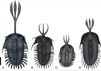 Four recognized species of Walliserops: A. trifurcatus, UA 13447 (topotype); B. hammi, UA 13446 (holotype); C. tridens UA 13451 (holotype); D. lindoei ROMIP 56997. Images taken from photogrammetric models. (Scale bar, 10 mm.)