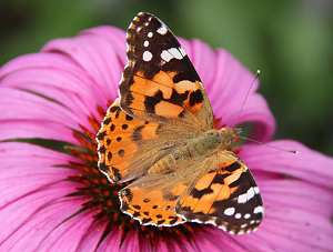 Rusaka osetnik (górna strona). Zdjcie: Jean-Pol GRANDMONT, CC BY 3.0, via Wikimedia Commons
