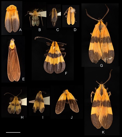 VT Insect Collection@VTBugCollection</a>A really fascinating case of mimicry between lycid beetles, flies, and moths. Specimens collected by Robin Andrews @VT_Biology and identified by Grant Schiermeyer @VT_Entomology #naturalhistory http://collection.ento.vt.edu/?p=401 6:14 PM - Jan 8, 2018