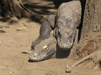 Kopulacja smoków z Komodo. Tak, do utrzymania gatunku potrzebne s samce.