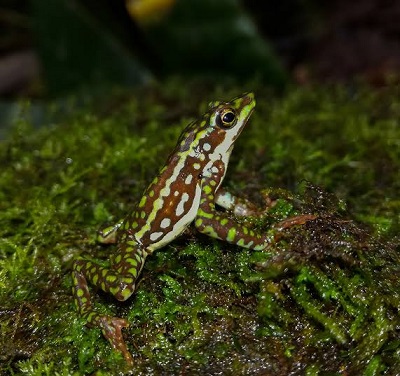 Atelopus coynei. Zdjcie: Jordy Salazar/EcoMinga