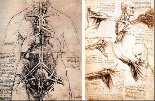 Szkice anatomiczne Leonarda da Vinci