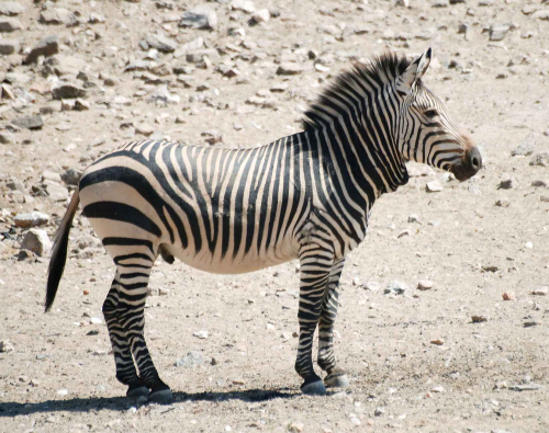 Zebra górska