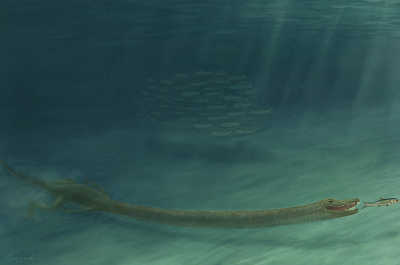 <span>(from NYT): An artist’s rendering of the Triassic Era aquatic reptile Tanystropheus. Its nine-foot neck contained only 13 vertebrae. Credit: Emma Finley-Jacob</span>
