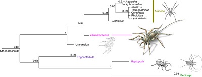 (from paper): Consensus cladogram (Bayesian majority rule consensus with support values) showing the position of C. yingi within the Pantetrapulmonata branch of the arachnids, which encompasses the spiders and their closest relatives (see Supplementary Fig. 3 for the full annotated tree). Both Attercopus and Permarachne are incomplete and scoring them individually collapses the tree, thus we combined characters from the two genera into one terminal Uraraneida.