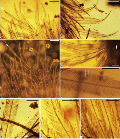 Photomicrographs of DIP-V-15103 Plumage (A) Pale ventral feather in transmitted light (arrow indicates rachis apex). (B) Dark-field image of (A), highlighting structure and visible color. (C) Dark dorsal feather in transmitted light, apex toward bottom of image. (D) Base of ventral feather (arrow) with weakly developed rachis. (E) Pigment distribution and microstructure of barbules in (C), with white lines pointing to pigmented regions of barbules. (F–H) Barbule structure variation and pigmentation, among barbs, and ‘rachis’ with rachidial barbules (near arrows); images from apical, mid-feather, and basal positions respectively. Scale bars, 1 mm in (A), 0.5 mm in (B)–(E), and 0.25 mm in (F)–(H). See also Figure S4.