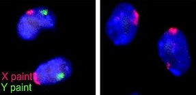            XY                                       XX  Chromosomy myszy, (Wikipedia)