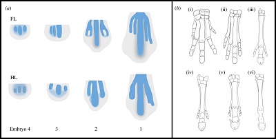 <span>Figure 1. (a) Illustration of arrangement and relative sizes of pre-cartilaginous condensations in developing Equus FL and HL digits based on reconstructions of histological sections of 30–35 dpc embryos from this study. (b) Fossil transition series of adult horse FL digits (isometrically scaled) showing the sequence of reduction of anterior and posterior digits and increasing dominance of central digit III. (i) Phenacodus (AMNH 4369), (ii) Hyracotherium (AMNH 4832), (iii) Mesohippus (AMNH 39480 and AMNH 1477), (iv) Hypohippus (AMNH 9407), (v) Hipparion (AMNH 109625), (vi) Dinohippus (AMNH 17224). Illustration from Solounias et al. [6]. (Online version in colour.)</span>
