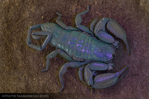 Podobnie jak wiele skorpionów rodzaj Hadogenes pokazuj one pikn niebiesk fluorescencj przy wystawieniu na wiato ultrafioletowe. Niedawne badanie sugeruje, e pomaga to tym nocnym zwierztom w wykrywaniu i unikaniu wiata.