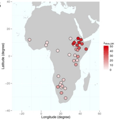 Mapa pokazujca dystrybucj podobiestw genetycznych na kontynencie afrykaskim w porównaniu do Mota (Gallego Lllorente et al. in press)