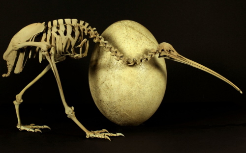 Kiwi i jajo mamutaka. Foto: Kyle Davis & Paul Scofield, Canterbury Museum.