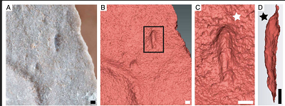 (from PNAS): Type specimen of I. wariootia from Nilpena, including (A) photograph; and (B–D) 3D laser scans. Notice distinct bilateral symmetry (wider end identified by white star in C and deeper end by black star in D). P57685. (Scale bars, 1 mm.)