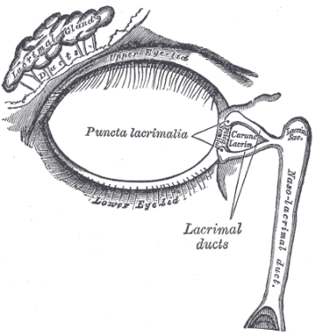 <span>H. Gray (1918) Anatomy of the Human Body, domena publiczna</span>