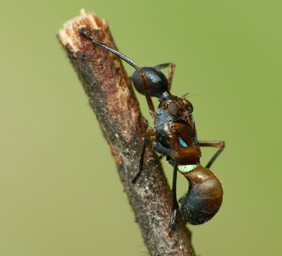 F. indicus</a><span>. “Samiec wspinajcy si na patyk”</span>