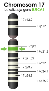 Lokalizacja genu BRCA1 zaznaczona na zielono; Wikipedia; domena publiczna