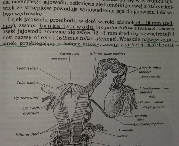 Jajowód i macica na przekroju; Anatomia czowieka pod red. J. Sokoowskiej-Pituchowej, wyd. VI