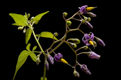 Psianka sodkogórz, Solanum dulcamara.Zdjcie: Joel Sartore