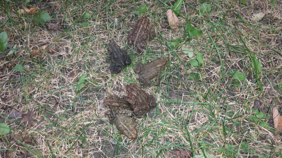 Ropuchy amerykaskie tu poza Greenquist Woods, Kenosha, Wisconsin, 17.ix.2015. Jest ich wyranie sze, te same, co w “Spot the toads“.
