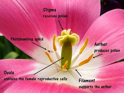 Ryc. 1. Typowy kwiat