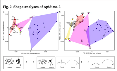 <span>a, Analysis 1. PCA of Procrustes-superimposed facial landmarks, PC1 compared to PC2. H. sapiens, blue triangles (n = 19); Neanderthals, red stars (n = 6); MPE, yellow squares (n = 3); MPA, purple squares (n = 3). b, Analysis 2. PCA of Procrustes-superimposed neurocranial landmarks and semilandmarks, PC1 compared to PC2. H. sapiens (n = 25), Neanderthals (n = 8), MPE (n = 3), MPA (n = 5); Apidima reconstructions, black polygons, Apidima reconstruction mean configuration, black star. Wireframes below the plots illustrate facial and neurocranial shape changes along the PC1 of each analysis, respectively. Specimen abbreviations can be found in Supplementary Table 9. See Methods for detailed descriptions of analyses 1 and 2.</span>