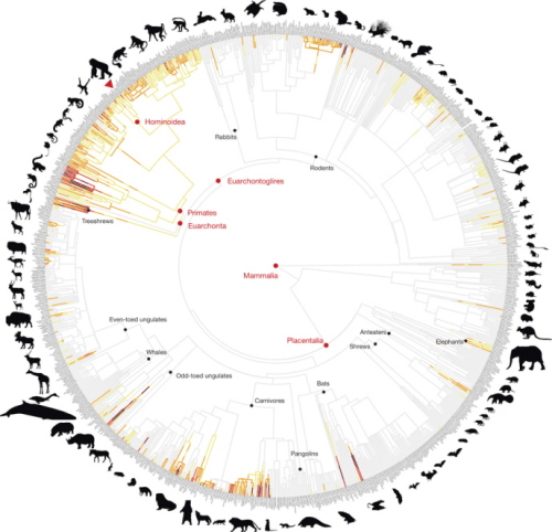 Drzewo pokazujące filogenetyczne oszacowanie poziomu zabójczej przemocy u ssaków (n = 1024 gatunków) przy użyciu mapowania stochastycznego. Zabójcza agresja wzrasta wraz z intensywnością koloru, od żółtego do ciemnoczerwonego. Jasnoszary wskazuje na brak zabójczej agresji. Węzły ssaczych przodków porównane z zabójczą przemocą u ludzi są pokazane na czerwono, podczas gdy główne linie łożyskowych zaznaczone są czarnymi kropkami. Czerwony trójkąt wskazuje na filogenetyczną pozycję ludzi.