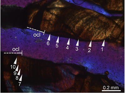 <span>(From paper): Overview of complete cross-section and close-up of the cortex of the zeugopodial element of PIMUZ T 1277. Image (C) in normal transmitted light; image (D) in cross-polarized light using lambda compensator. </span>JAC<span>: OCL is the “outer circumferential layer”, or the outside of the bone.</span>