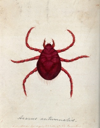 Larwa swdzika; London (No. 15 Brewer Street) : F.P. Nodder & Co., 1 Septr. 1790, Wellcome Collection, CC BY 4.0, https://wellcomecollection.org/works/fjvrz7a4