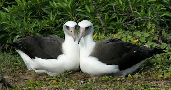 Dwie samice albatrosa ciemnolicego. Zdjcie: Eric VanderWerf