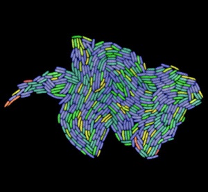 Wzrastajca kolonia Escherichia coli (Wikipedia)