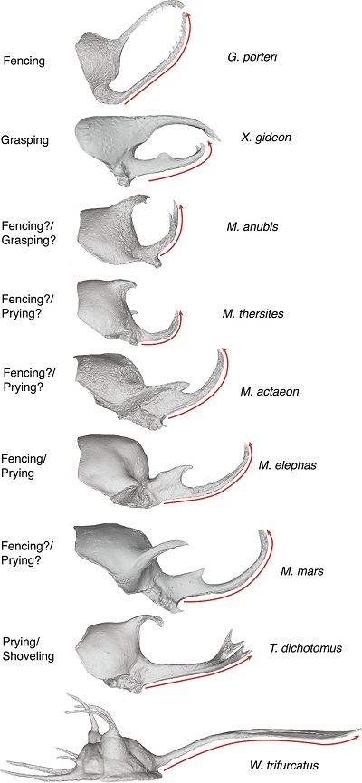 Cephalic structures of taxa treated in this research in lateral view showing the nature of the curvature and orientation of the tip of the active weapon and how it relates to its employment in combat.