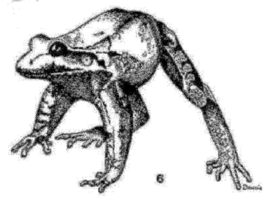 Wzniesiona postawa obronna Leptodactylus pentadactylus (Villa, 1969: Fig. 6).