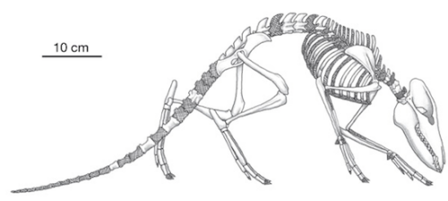 Rekonstrukcja Indohyus. Thewissen et al. Nature 2007. 450, 1190-1194