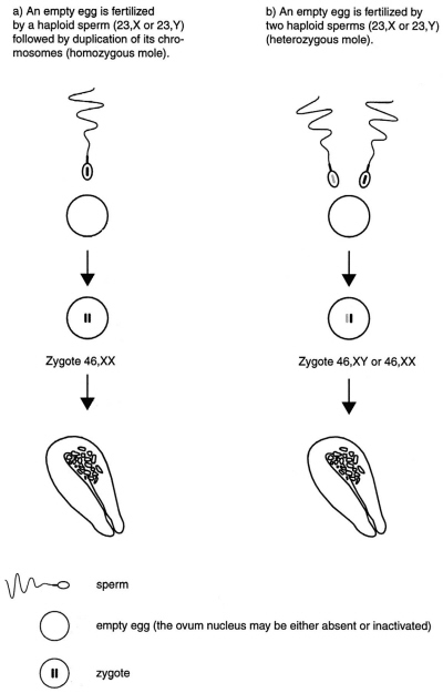 Tak oto powstaje zaniad cakowity; Is genetic analysis useful in the routine management of hydatidiform mole? Hum Reprod. 2003 Feb;18(2):243-9