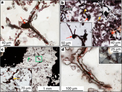 (From paper): a, Filaments from the NSB attached to a terminal knob (arrow) coated with nanoscopic haematite. b, Filaments from the Løkken jaspers coated with nanoscopic haematite and attached to terminal knobs (red arrows) and branching (orange arrows). Inset, multiple filaments attached to a terminal knob. c, Filaments from the NSB in quartz band with haematite rosettes (green arrow). Inset, branching filament (orange arrow). Green box defines d. d, Filament from the NSB enveloped in haematite (inset, same image in cross polars).