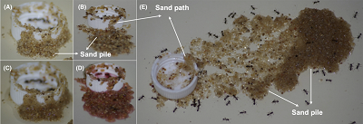 <span>The sand syphon structures. (A, B) Syphon structures dried completely at room temperature. (C) Five minute after 1 ml of sugar water with 1% surfactant was added into in syphon structure A. (D) Five minutes after 1 ml sugar water with 1% surfactant and red food dye were added into the syphon structure B. (E) Top view of sand syphon structures.</span>