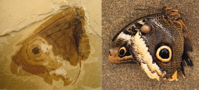Kalligrammatid (po lewej) i wspóczesny motyl Caligo (po prawej). Zdjcie: James DiLoreto, Smithsonian