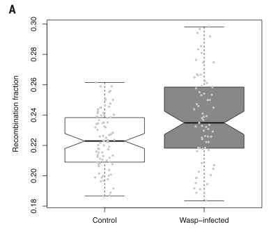 (From paper): Box plots illustrating the distribution of recombination fractions in D. melanogaster strain RAL73 in control and wasp-infected females. The median is marked with a black line; the first and third quartiles are rep- resented as lower and upper edges of the box, respectively. The whiskers extend to the most extreme data point no farther from the box than 1 times the interquartile range. Recombination fraction is shown estimated over the entire 12-day egg-laying period