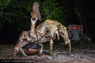 Krab palmowy (Birgus latro), najbardziej odlotowy, najfantastyczniejszy i najpikniejszy mieszkaniec wyspy Vamizi. Te zwierzta zaadaptoway si do ycia koo ludzi i grupa ochrony przyrody na wyspie wykonuje dobr robot chronic je.