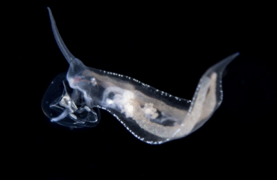 Phylliroe trzyma ma meduz. Otwór gbowy znajduje si midzy dwoma duymi rogami, które nazywaj si  rinofory. Zdjcie (c) Fabien Michenet / nuditahiti.com